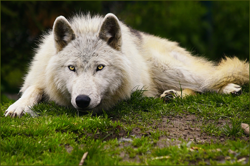 wolf with yellow eyes
