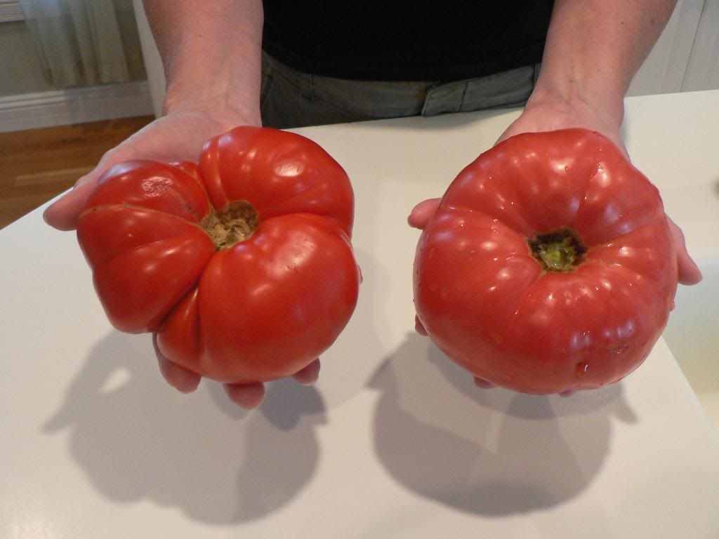  photo 2007tomatoes0000-1_zps60354ce7.jpg