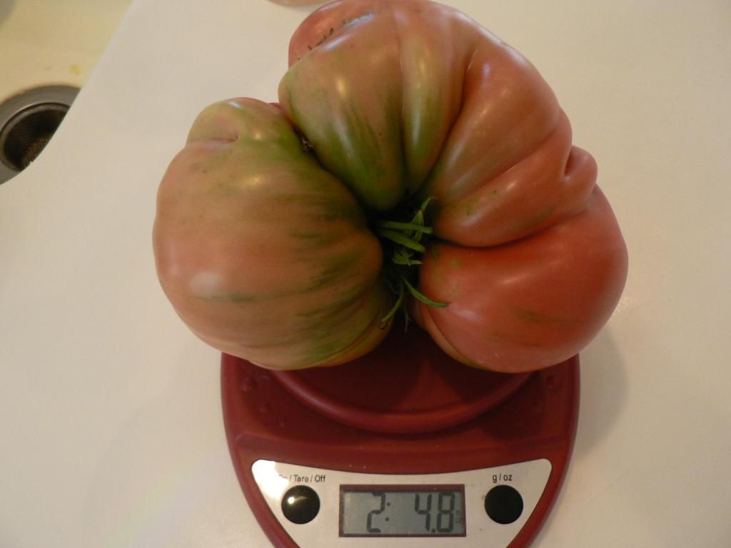 photo 25ozGiantBelgiumTomato2014002_zpsab7be1eb.jpg