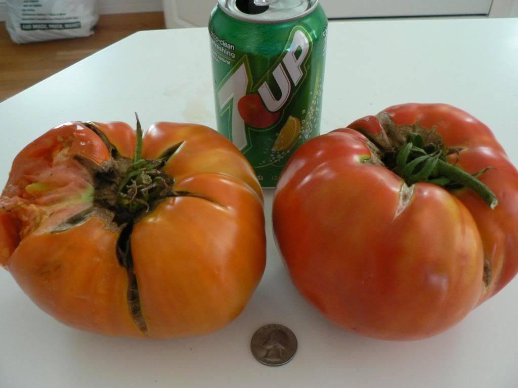  photo BigTomatoesfor2013114ozonright002_zps78c7de66.jpg