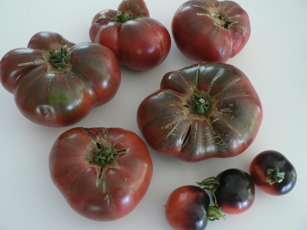  photo CherokeePurpleandIndigoRose001_zps5b1162aa.jpg