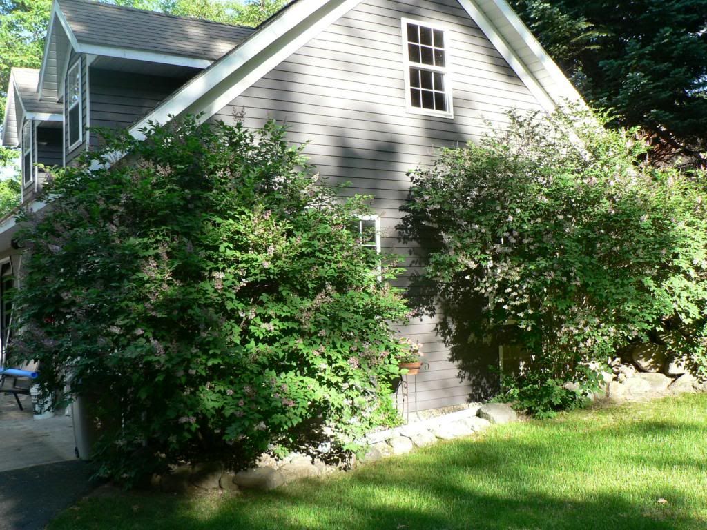 photo FrenchLilacs001_zps6f8f3eca.jpg
