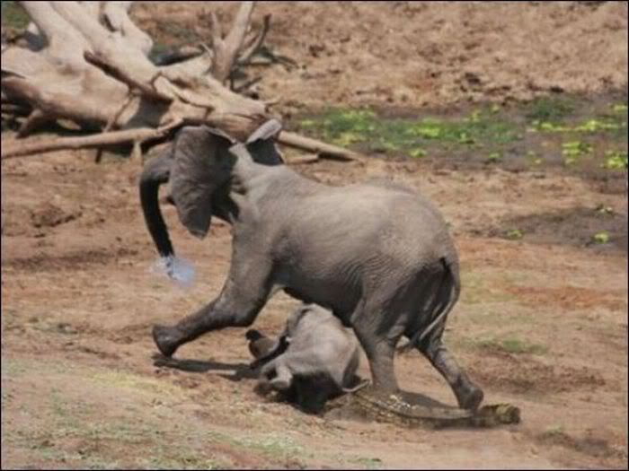 Elephant Vs Alligator