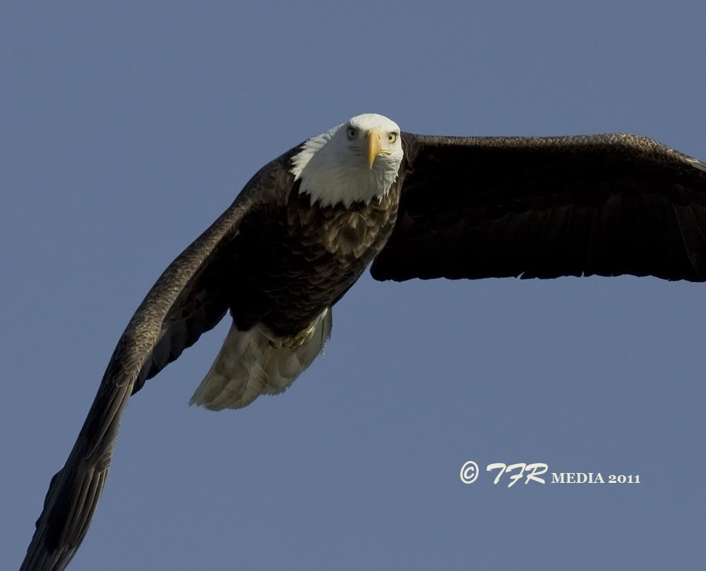 IMAGE: http://i918.photobucket.com/albums/ad23/horse51/2010-2011%20Bald%20Eagles/ld1411IMG_0610.jpg