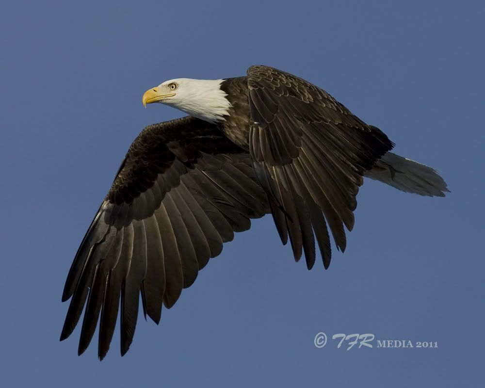IMAGE: http://i918.photobucket.com/albums/ad23/horse51/2010-2011%20Bald%20Eagles/ld1411IMG_0779.jpg