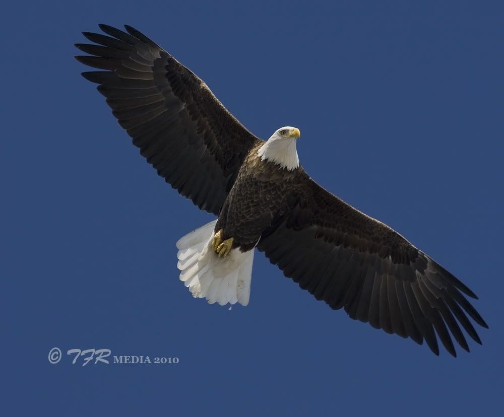 IMAGE: http://i918.photobucket.com/albums/ad23/horse51/2010-2011%20Bald%20Eagles/ld1810IMG_4396.jpg