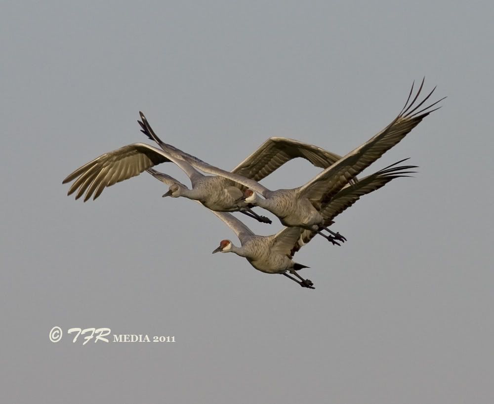 IMAGE: http://i918.photobucket.com/albums/ad23/horse51/2011%20-%20Sandhill%20Cranes/jp11IMG_8892.jpg