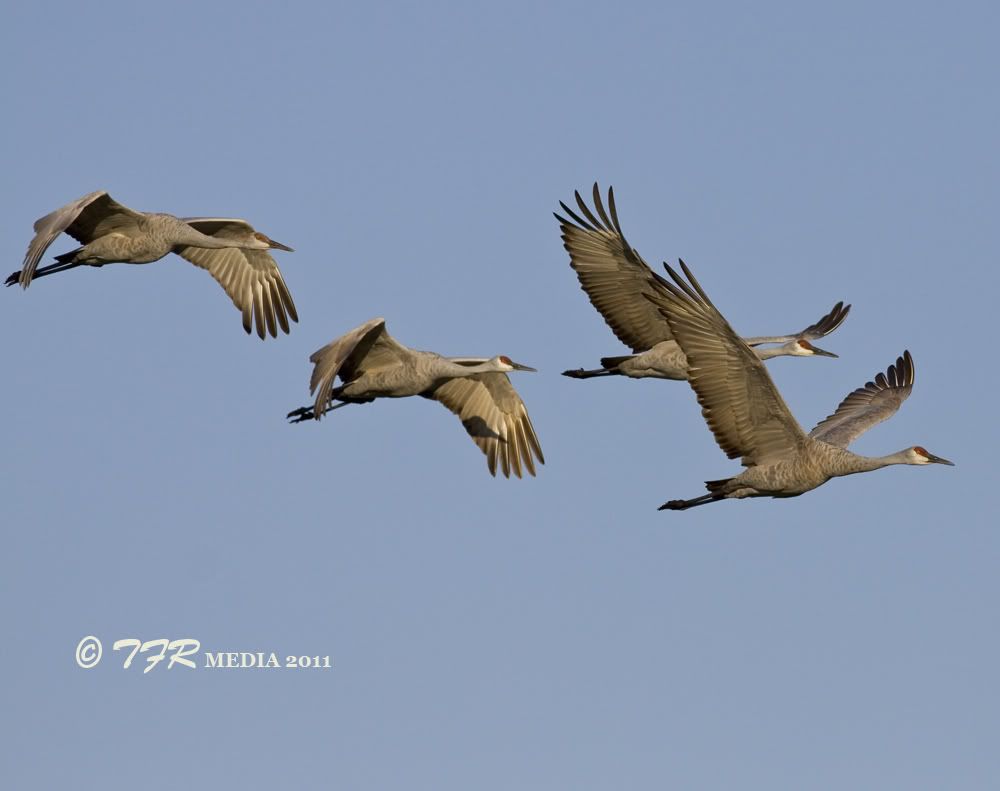 IMAGE: http://i918.photobucket.com/albums/ad23/horse51/2011%20-%20Sandhill%20Cranes/jp11IMG_8932.jpg