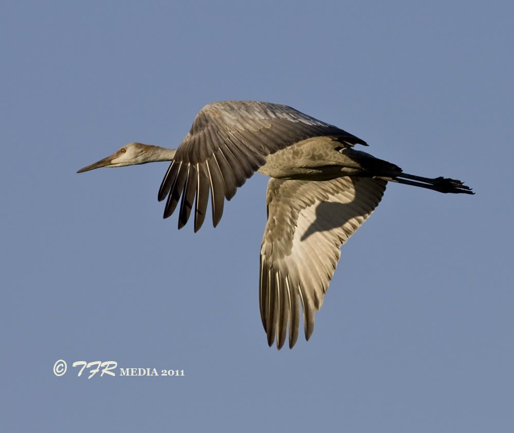 IMAGE: http://i918.photobucket.com/albums/ad23/horse51/2011%20-%20Sandhill%20Cranes/jp11IMG_9007.jpg
