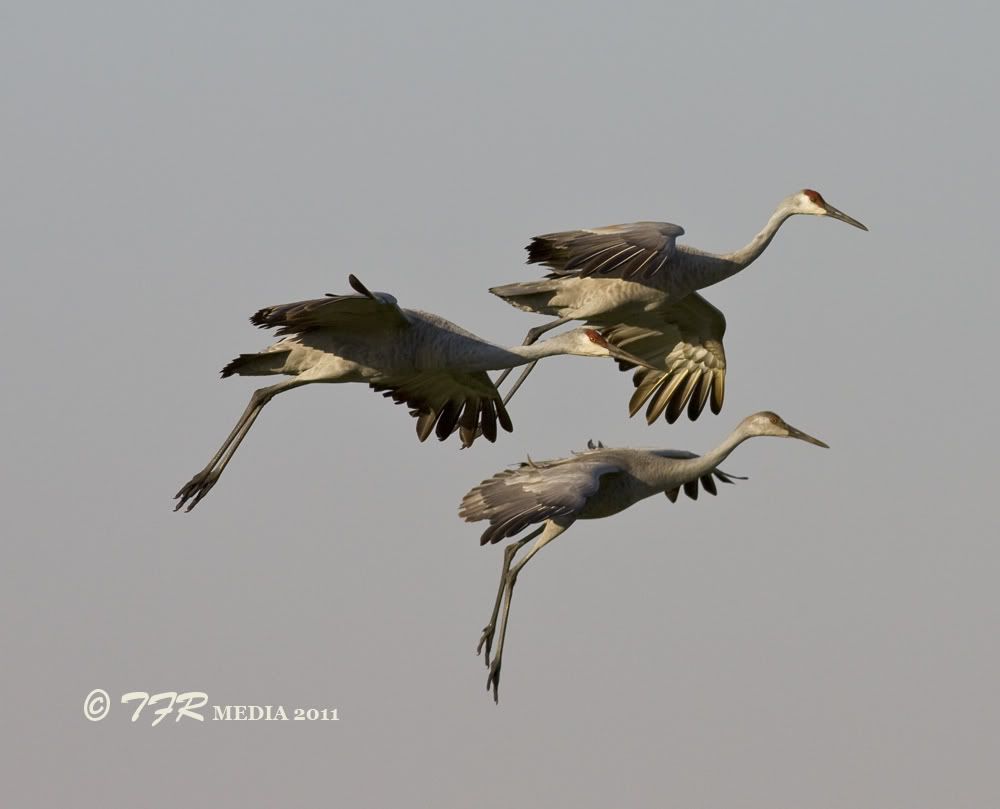 IMAGE: http://i918.photobucket.com/albums/ad23/horse51/2011%20-%20Sandhill%20Cranes/jp11IMG_9081.jpg