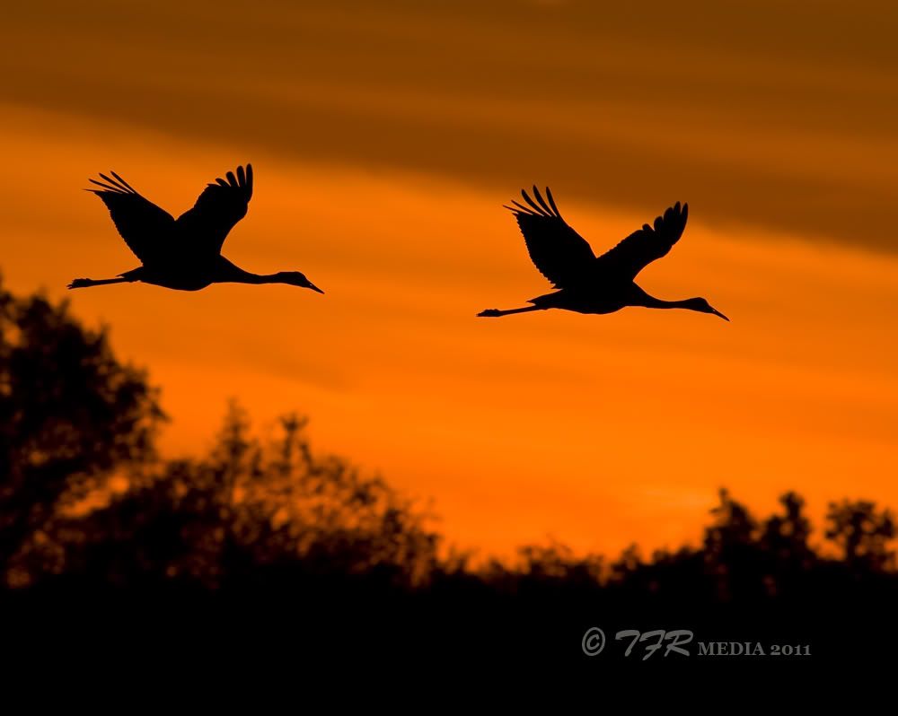 IMAGE: http://i918.photobucket.com/albums/ad23/horse51/2011%20-%20Sandhill%20Cranes/jp11IMG_9526.jpg