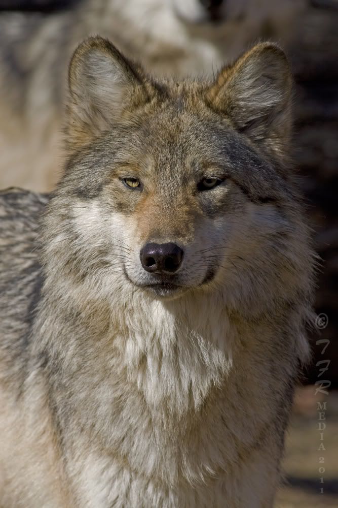 IMAGE: http://i918.photobucket.com/albums/ad23/horse51/2011%20BF%20Wolves/bfz11IMG_1624.jpg