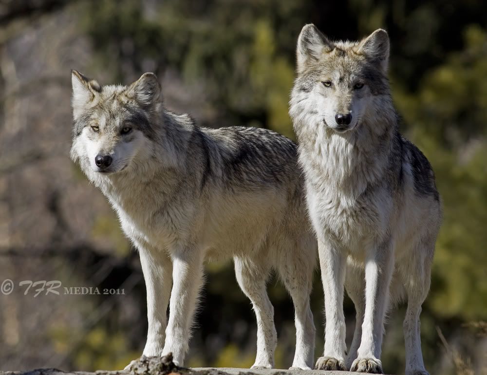 IMAGE: http://i918.photobucket.com/albums/ad23/horse51/2011%20BF%20Wolves/bfz11IMG_1698.jpg