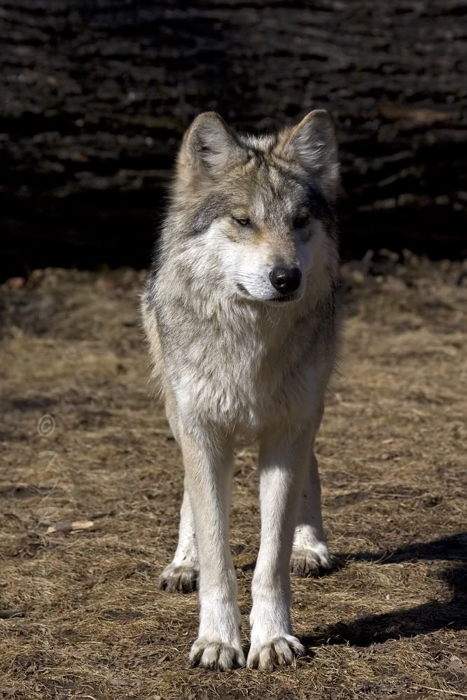 IMAGE: http://i918.photobucket.com/albums/ad23/horse51/2011%20BF%20Wolves/bfz11IMG_7358.jpg