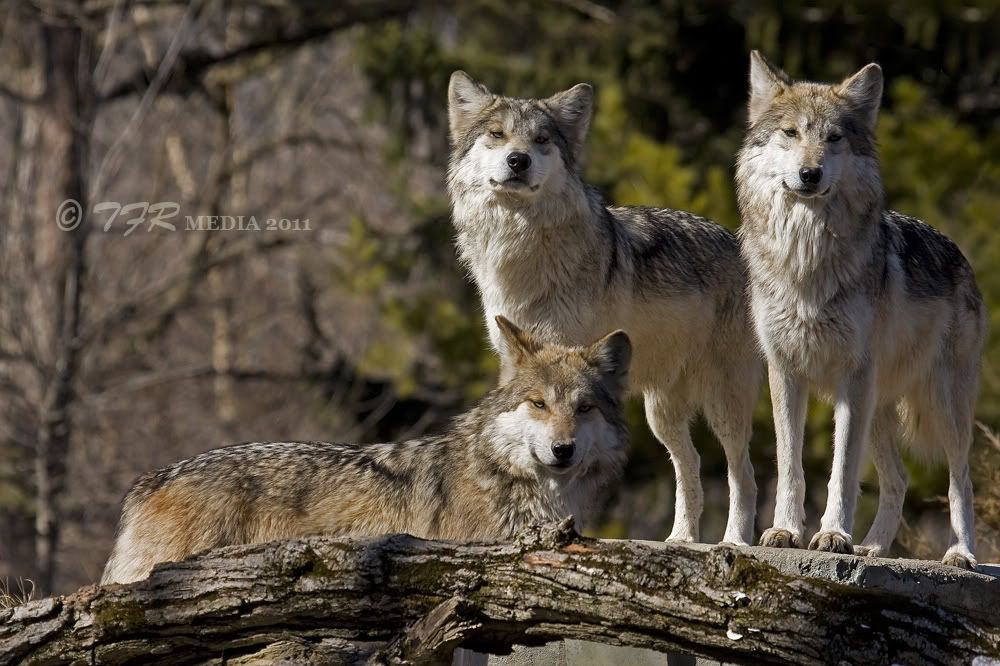 IMAGE: http://i918.photobucket.com/albums/ad23/horse51/2011%20BF%20Wolves/bfz11IMG_7427.jpg