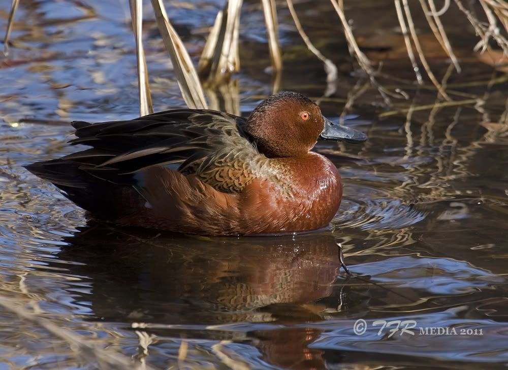 IMAGE: http://i918.photobucket.com/albums/ad23/horse51/2011%20Cinnamon%20Teal/np11IMG_7712.jpg