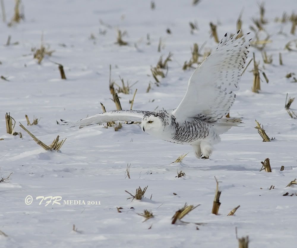 IMAGE: http://i918.photobucket.com/albums/ad23/horse51/2011%20Snowy%20Owl/so11IMG_0957.jpg
