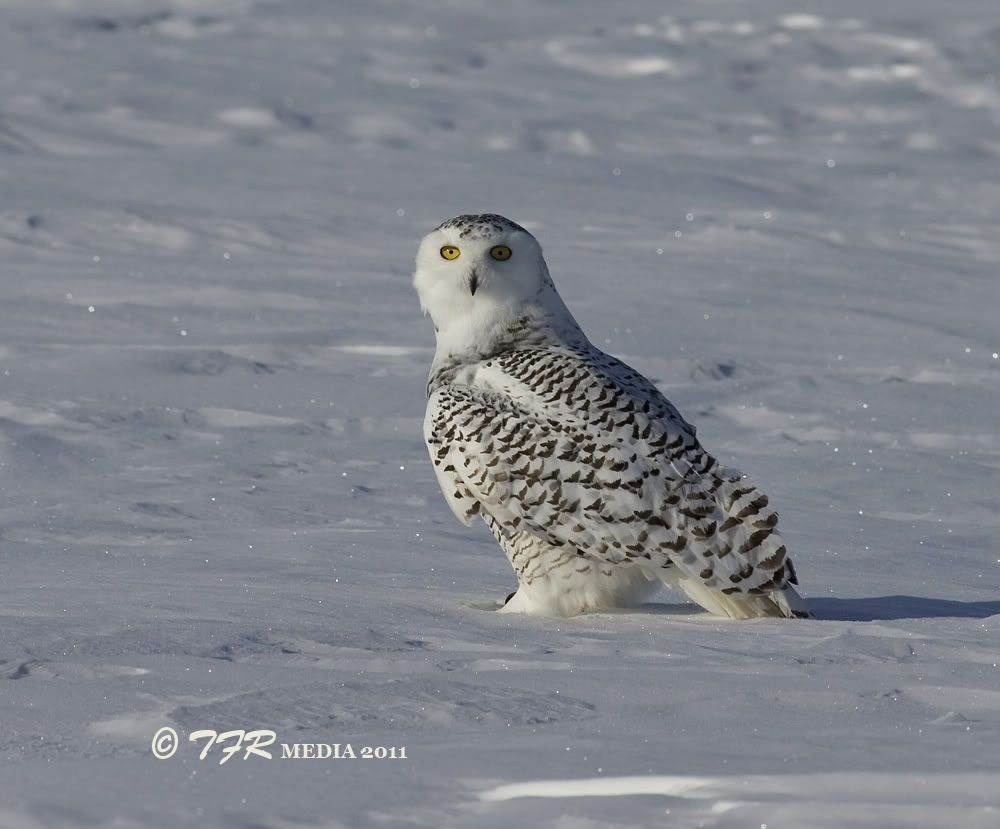 IMAGE: http://i918.photobucket.com/albums/ad23/horse51/2011%20Snowy%20Owl/so11IMG_1061.jpg