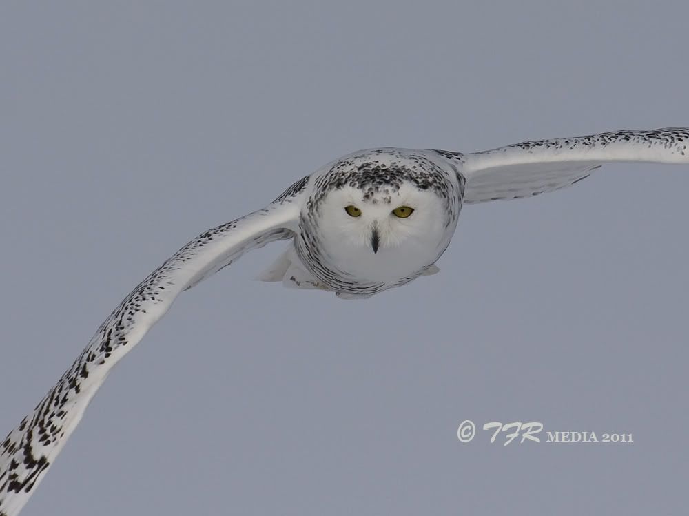 IMAGE: http://i918.photobucket.com/albums/ad23/horse51/2011%20Snowy%20Owl/so11IMG_6904.jpg