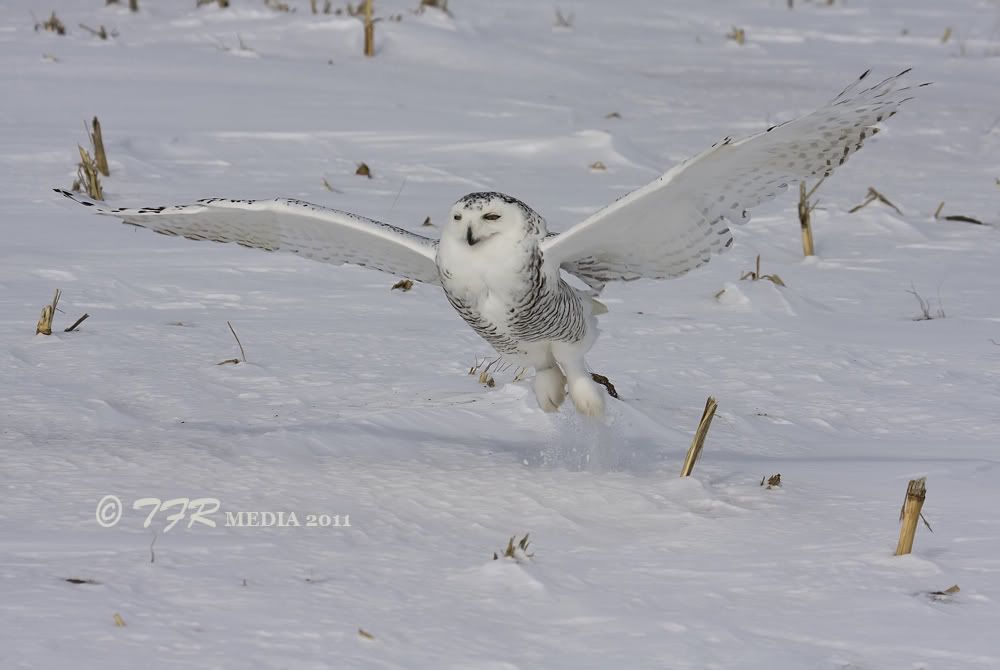 IMAGE: http://i918.photobucket.com/albums/ad23/horse51/2011%20Snowy%20Owl/so11IMG_6947.jpg