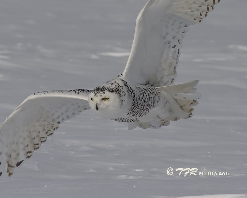 IMAGE: http://i918.photobucket.com/albums/ad23/horse51/2011%20Snowy%20Owl/so11IMG_7100.jpg