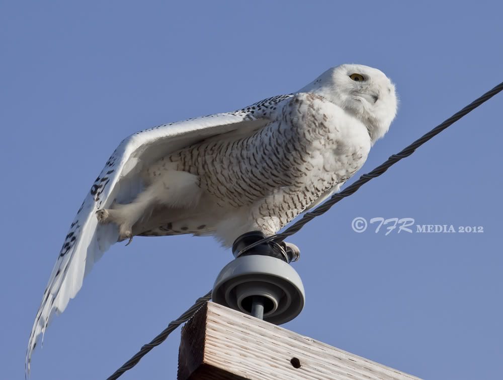 IMAGE: http://i918.photobucket.com/albums/ad23/horse51/2012%20-%20Snowy%20Owl/las12IMG_1345.jpg