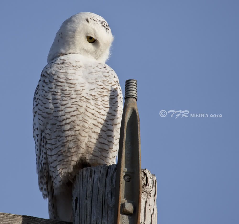 IMAGE: http://i918.photobucket.com/albums/ad23/horse51/2012%20-%20Snowy%20Owl/las12IMG_1388.jpg