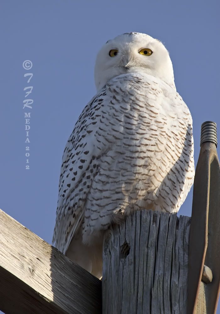 IMAGE: http://i918.photobucket.com/albums/ad23/horse51/2012%20-%20Snowy%20Owl/las12IMG_1420.jpg