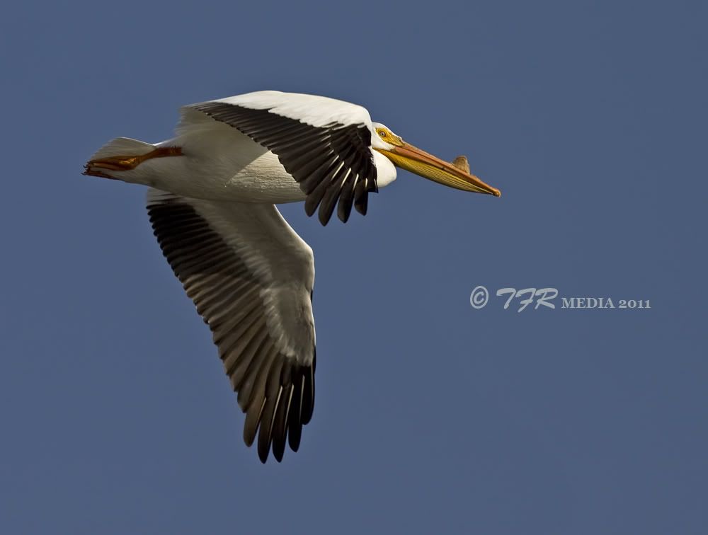 IMAGE: http://i918.photobucket.com/albums/ad23/horse51/American%20White%20Pelican/ld1411IMG_2459.jpg