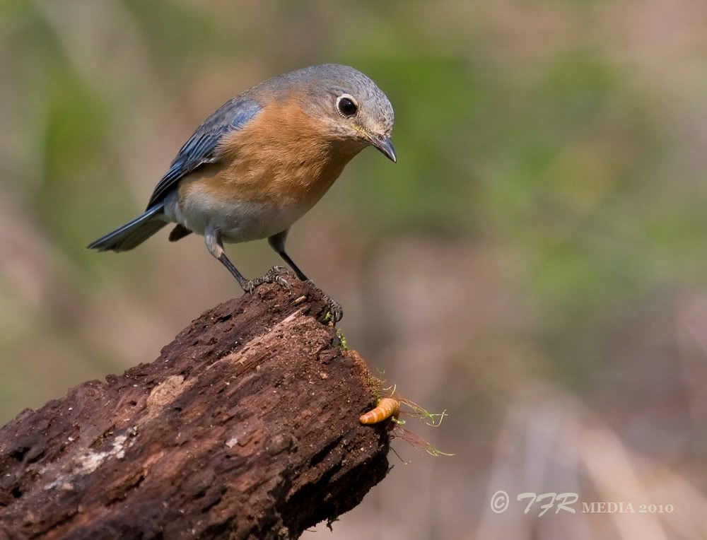 IMAGE: http://i918.photobucket.com/albums/ad23/horse51/BlueBirds/sr10IMG_9447.jpg