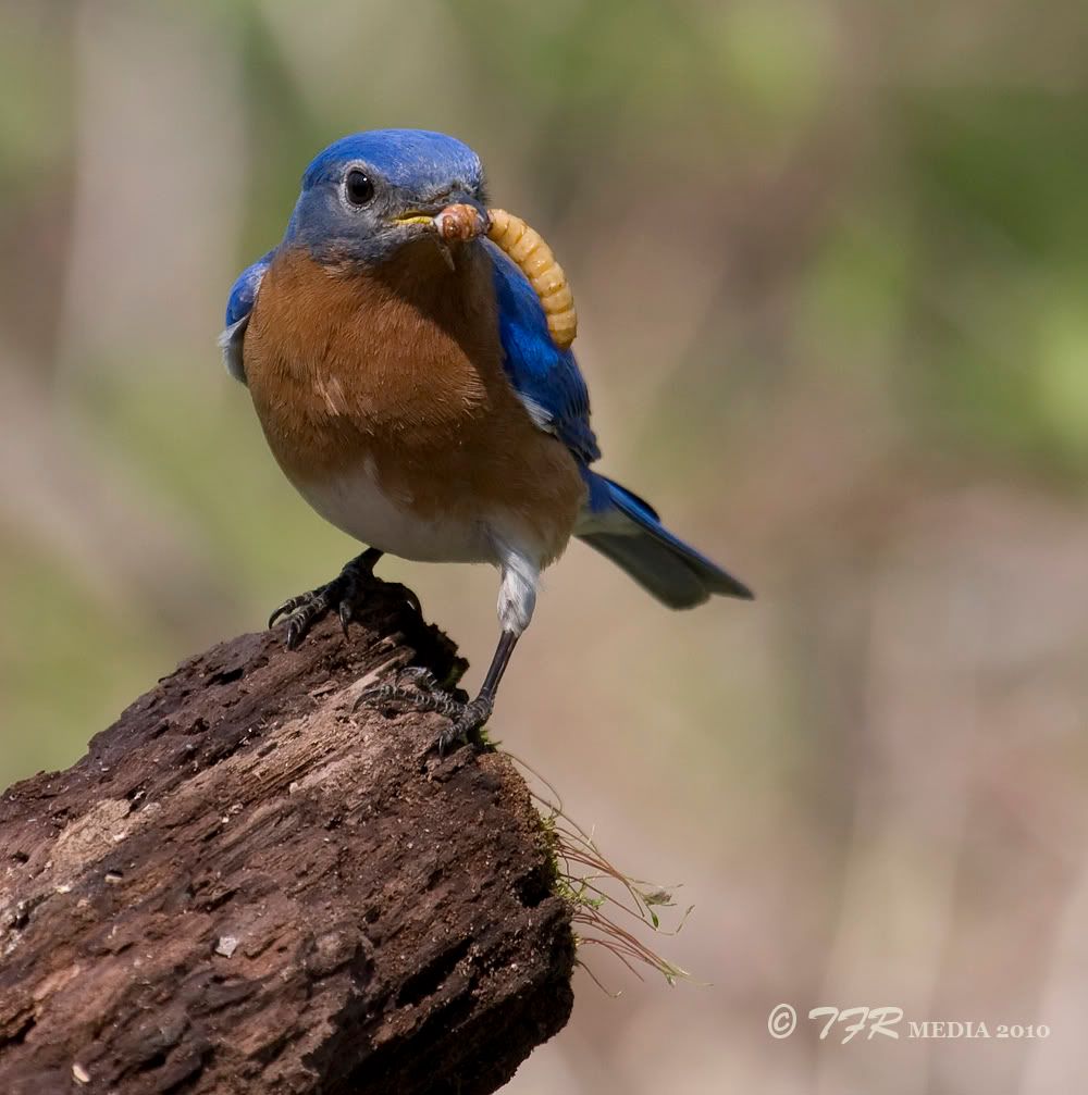 IMAGE: http://i918.photobucket.com/albums/ad23/horse51/BlueBirds/sr10IMG_9467.jpg