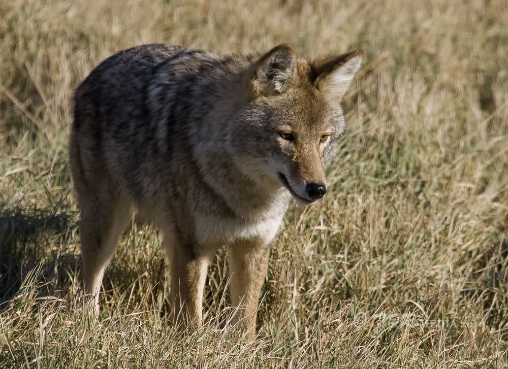 IMAGE: http://i918.photobucket.com/albums/ad23/horse51/Coyotes/fl10IMG_2923.jpg