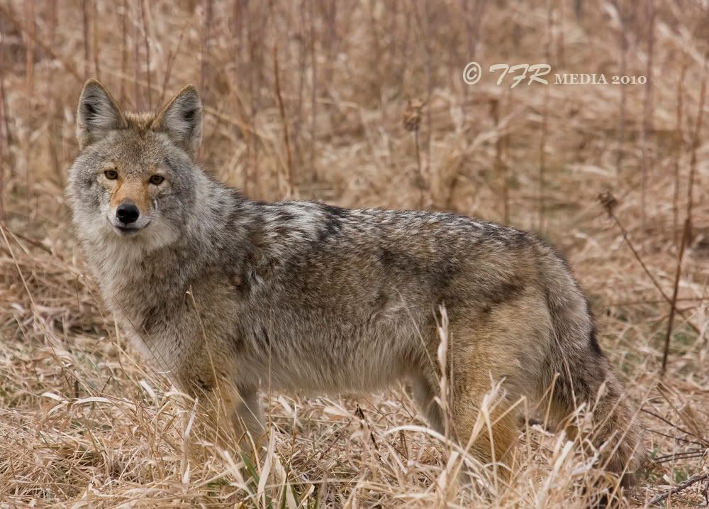 IMAGE: http://i918.photobucket.com/albums/ad23/horse51/Coyotes/fl10IMG_9104.jpg