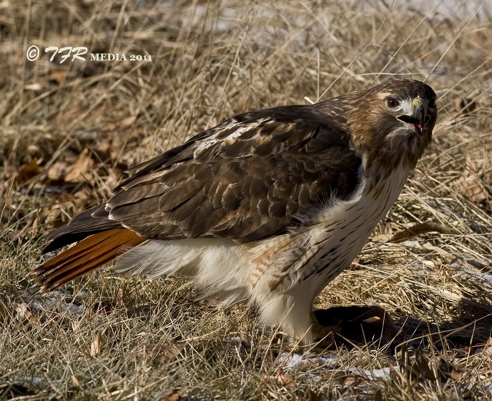 IMAGE: http://i918.photobucket.com/albums/ad23/horse51/Hawks%20and%20Raptors/fl11IMG_6347.jpg