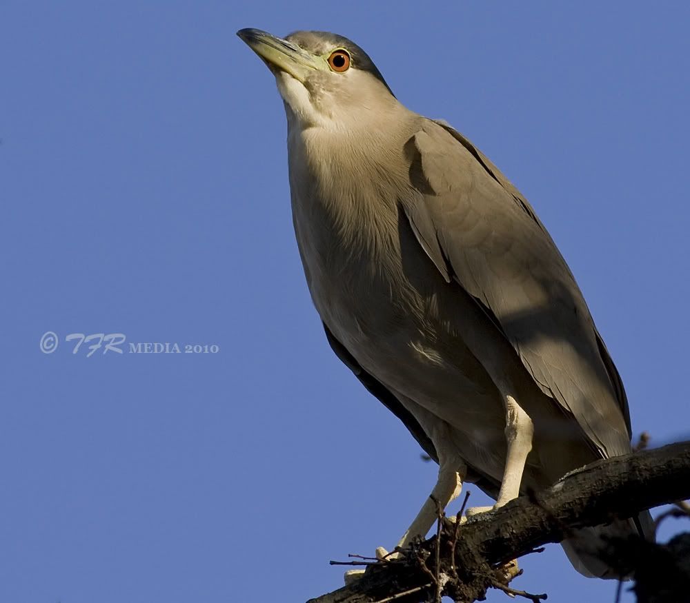 IMAGE: http://i918.photobucket.com/albums/ad23/horse51/Northpond/np10IMG_3760.jpg