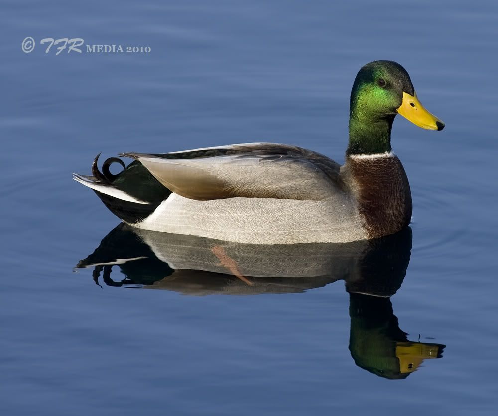 IMAGE: http://i918.photobucket.com/albums/ad23/horse51/Northpond/np10IMG_3858.jpg