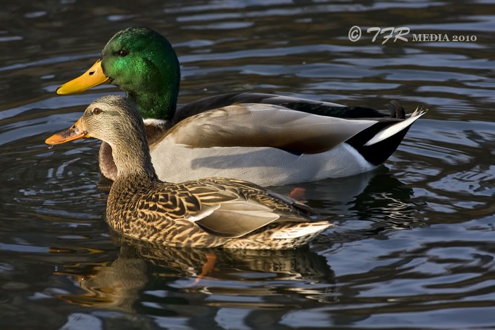 IMAGE: http://i918.photobucket.com/albums/ad23/horse51/Northpond/np10IMG_3884.jpg