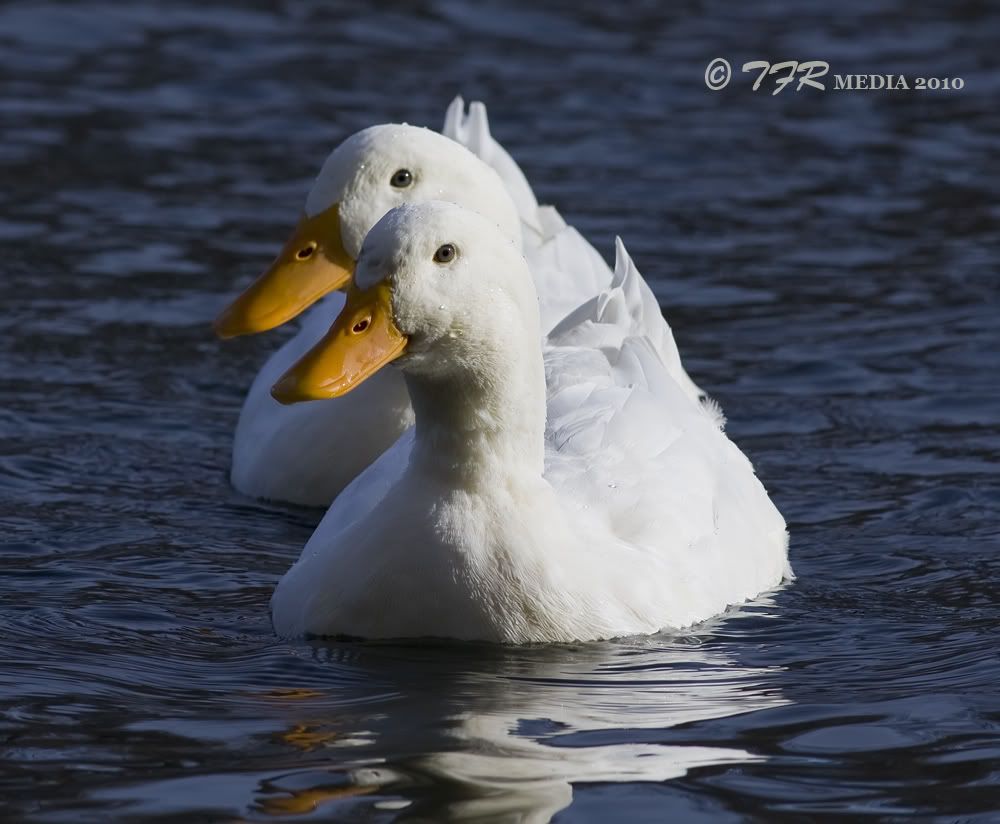 IMAGE: http://i918.photobucket.com/albums/ad23/horse51/Northpond/np10IMG_3977.jpg