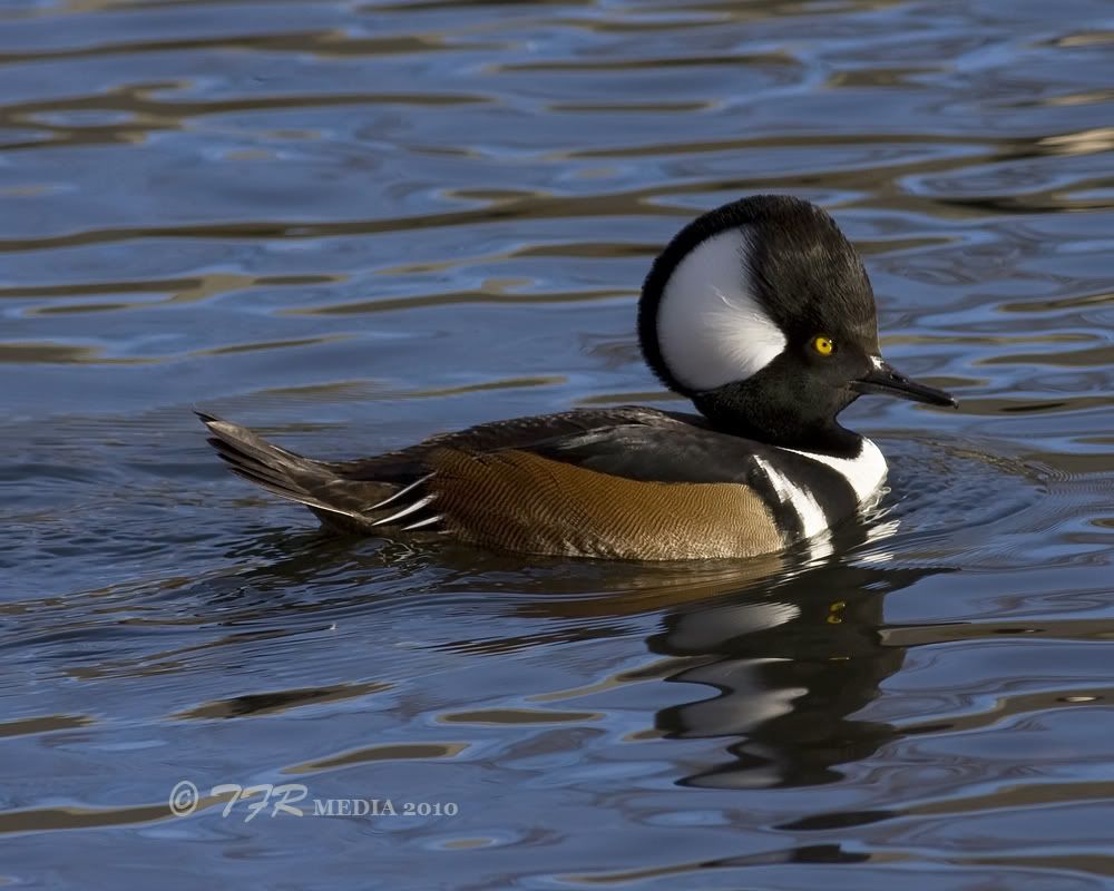 IMAGE: http://i918.photobucket.com/albums/ad23/horse51/Northpond/np10IMG_4027.jpg