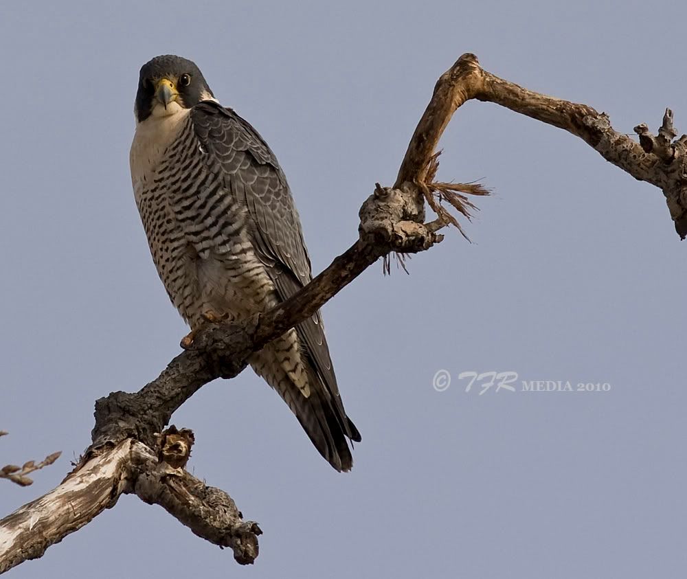 IMAGE: http://i918.photobucket.com/albums/ad23/horse51/Peregrine%20Falcon/ld10IMG_5394.jpg