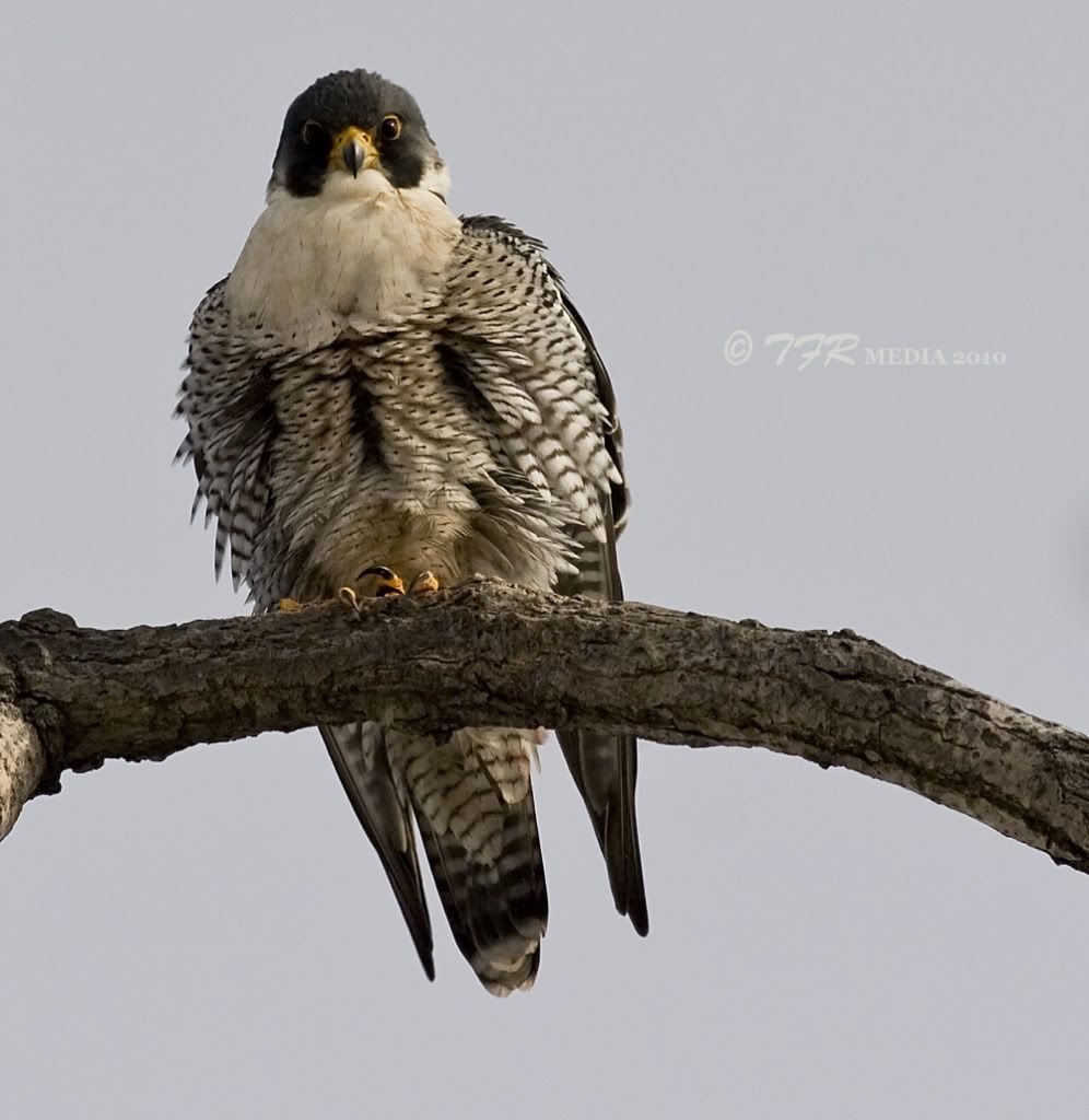 IMAGE: http://i918.photobucket.com/albums/ad23/horse51/Peregrine%20Falcon/ld10IMG_5485.jpg
