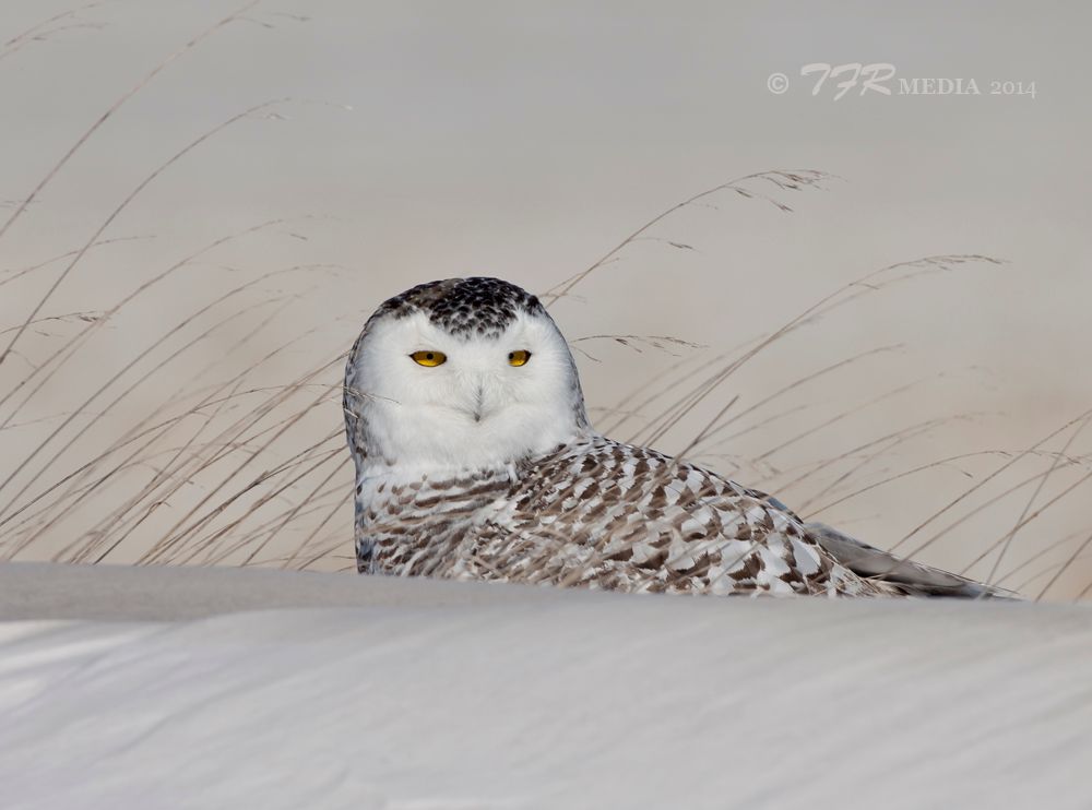 IMAGE: http://i918.photobucket.com/albums/ad23/horse51/The%20White%20Ghost/lc14IMG_1545_zps9f1fb288.jpg