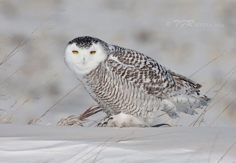 IMAGE: http://i918.photobucket.com/albums/ad23/horse51/The%20White%20Ghost/lc14IMG_1731_zps8ba6714e.jpg