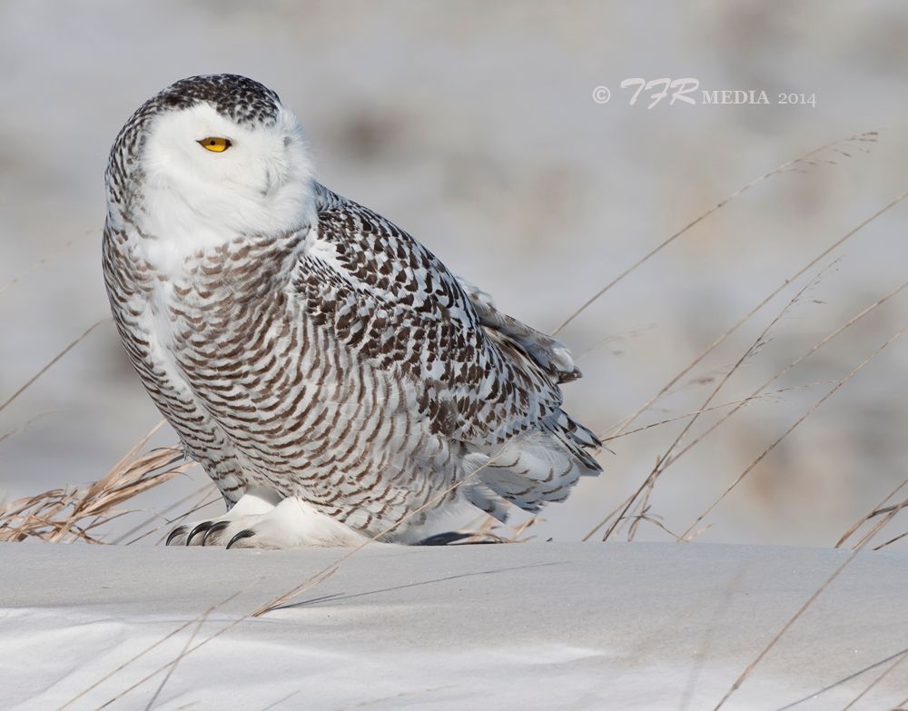 IMAGE: http://i918.photobucket.com/albums/ad23/horse51/The%20White%20Ghost/lc14IMG_1733_zps74b8b792.jpg