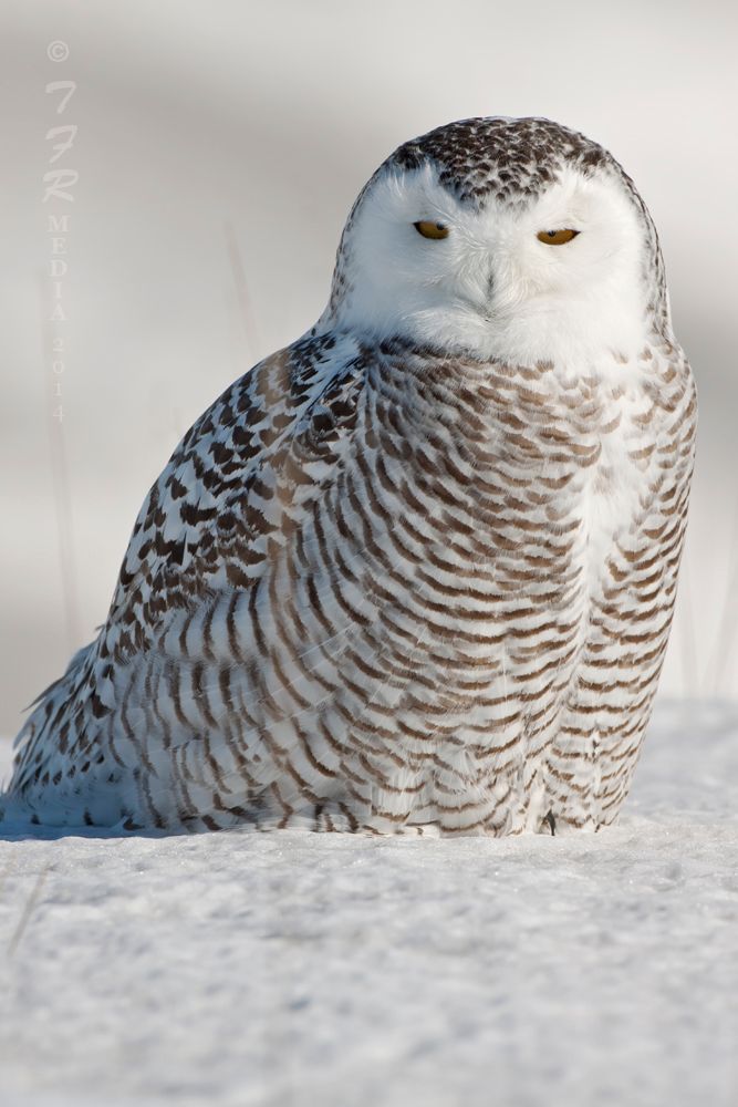 IMAGE: http://i918.photobucket.com/albums/ad23/horse51/The%20White%20Ghost/lc14IMG_1752_zps05b0014c.jpg