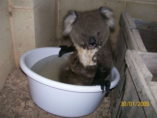 koala5.jpg