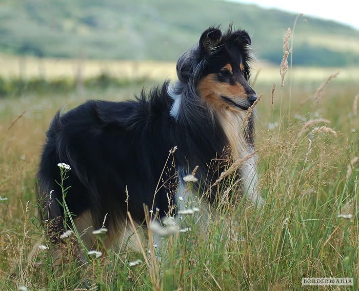 Osagard20090725112_W.jpg