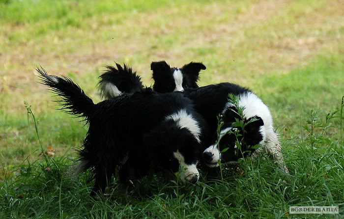 Osagard20090725189_W.jpg