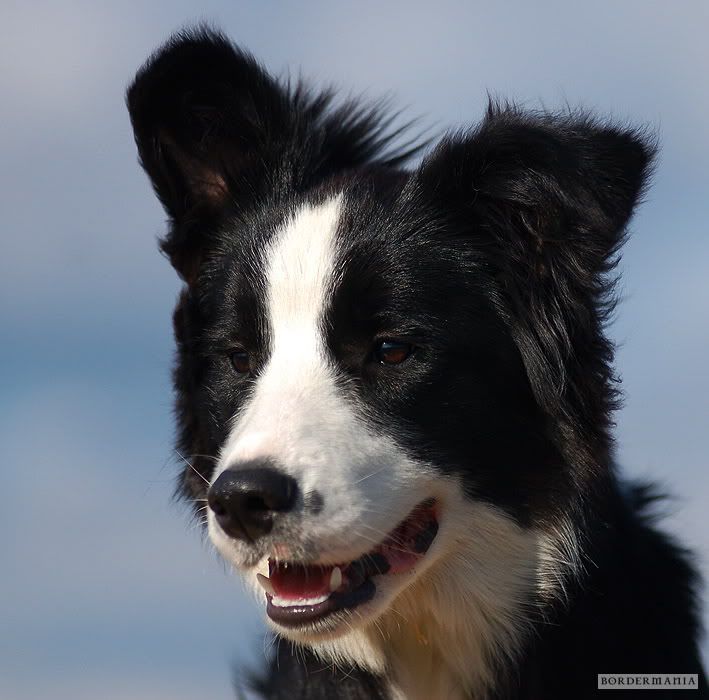Osagard20090725492_W.jpg