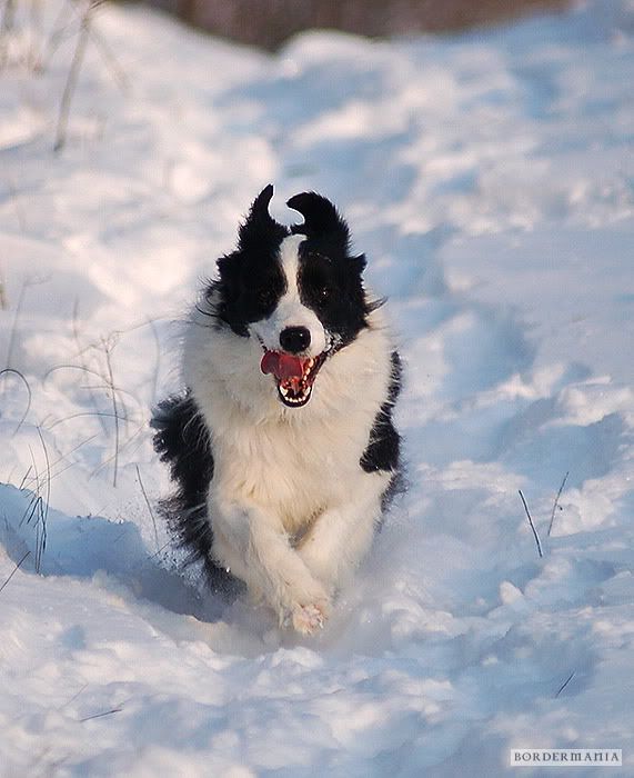 20091220-snowwalking460_W.jpg